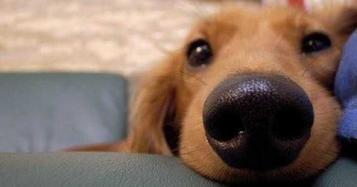 Cães veem os donos como se fossem seus pais