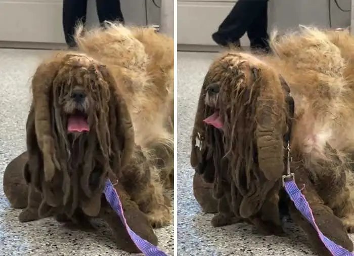 Cao abandonado que estava escondido debaixo do pelo emaranhado tem