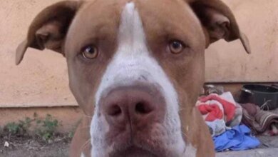 Cão resgatado mostra sua gratidão de uma maneira fantástica