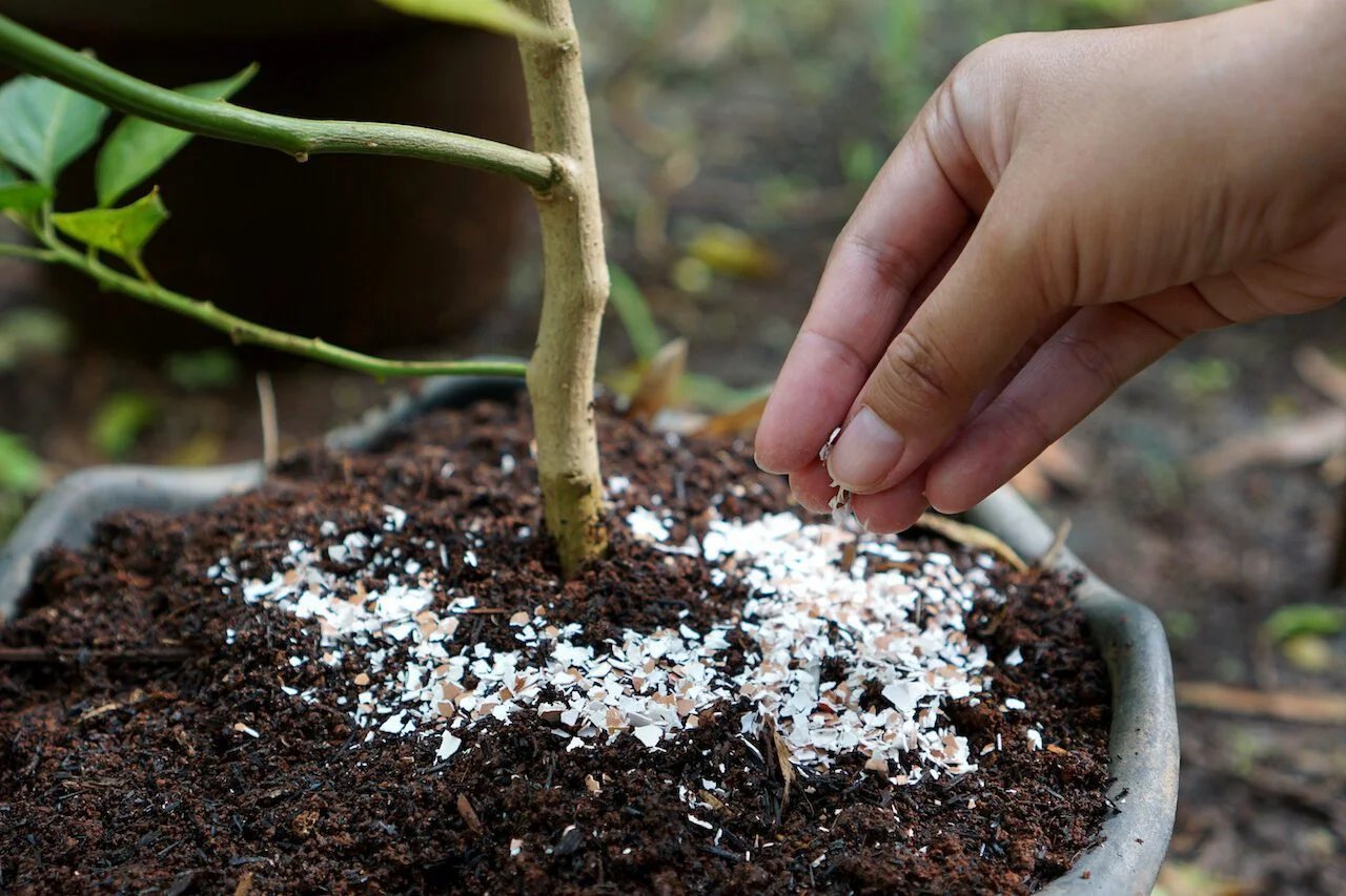 pounded eggshells can be used as fertilizer
