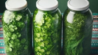 Como conservar a salsa e o coentro fresco