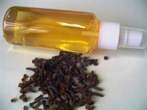 Como deixar as formigas e as moscas bem longe da sua mesa: Aprenda a fazer um repelente natural!