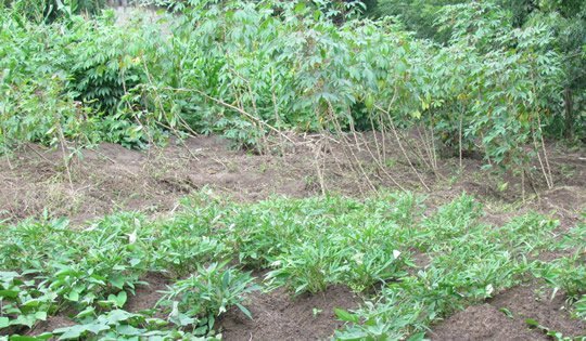 Como plantar macaxeira passo a passo