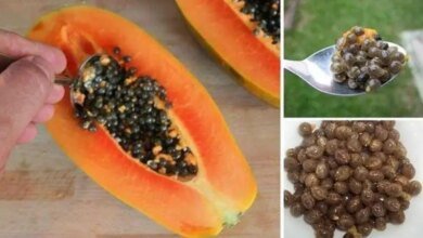 Como usar as sementes de mamão para desintoxicar rins, fígado e curar o aparelho digestivo F