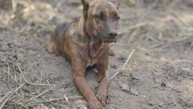 Família do cachorro Vitinho é encontrada após ele fazer vigília em Brumadinho d