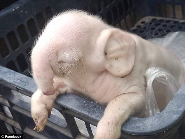 Leitao nasce com tromba e orelhas de elefante e impressiona