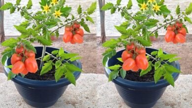 Técnica Valiosa para Plantação de Tomate