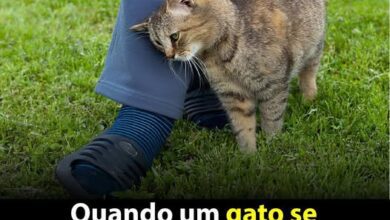 Quando um Gato se Esfrega em Você: o Que Isso Significa